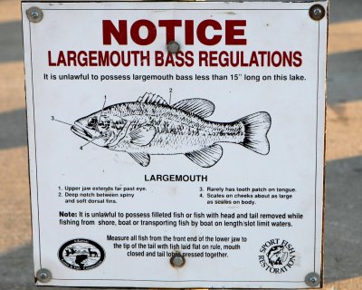 Largemouth Bass Size Limit