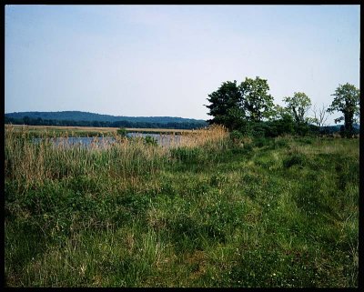 wetland005.jpg