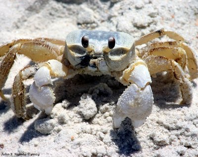 Happy Crab