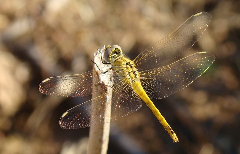 Libelinha // Dragonfly (Sympetrum fonscolombii), immature male