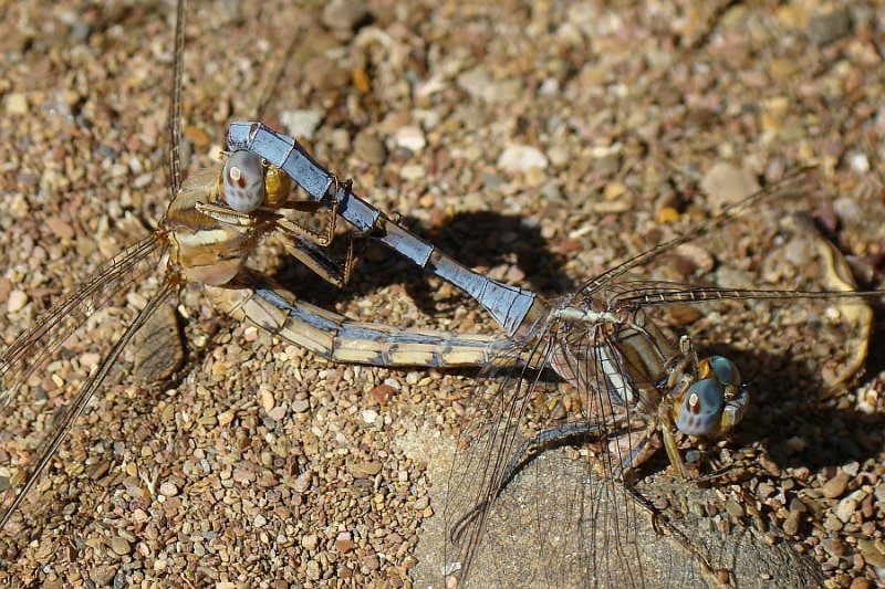 Libelinhas acasalando // Dragonflies mating (Orthetrum chrysostigma)