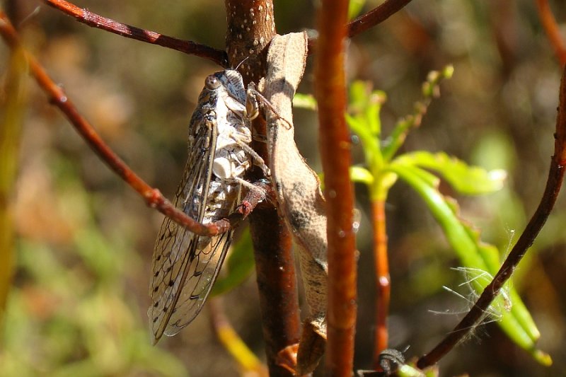 Cigarra // Cicada (Cicada orni), male