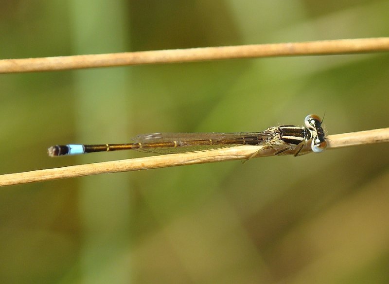 Libelinha // Iberian Bluetail (Ischnura graellsii), male