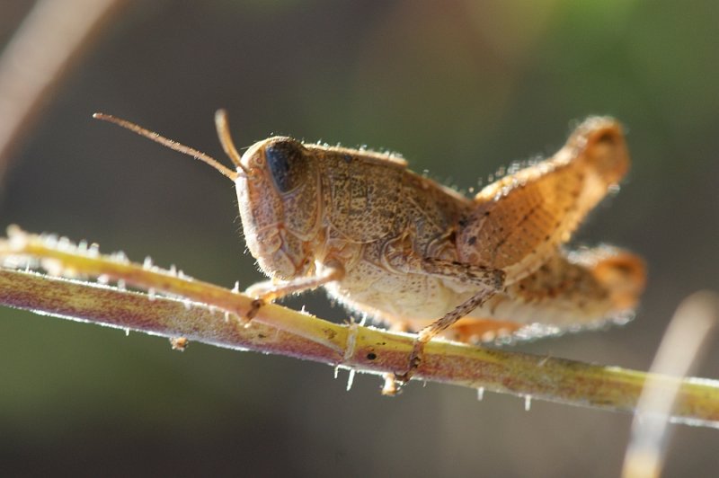 Gafanhoto // Grasshopper (Acrididae: Catantopinae)