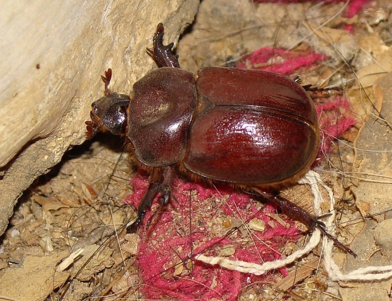 Escaravelho // Rhinocero Beetle (Phyllognathus excavatus), male