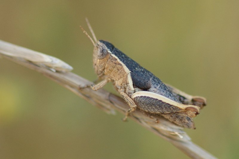 Gafanhoto // Grasshopper (Pezotettix giornae)