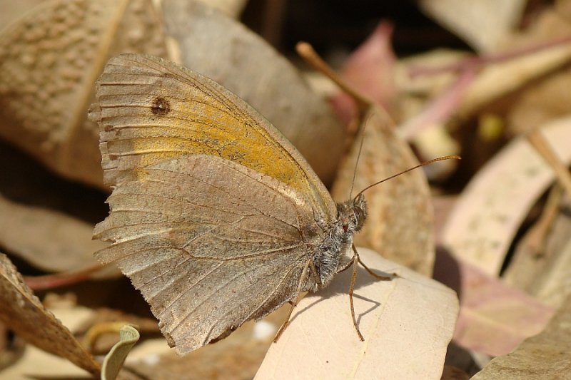 Borboleta // Butterfly (Coenonympha pamphilus)