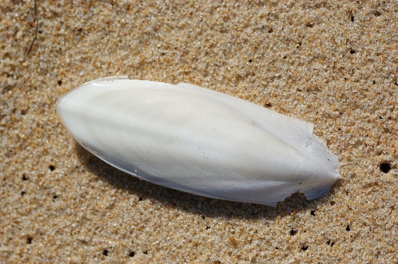 Concha de Choco // Shell of European Common Cuttlefish (Sepia officinalis)