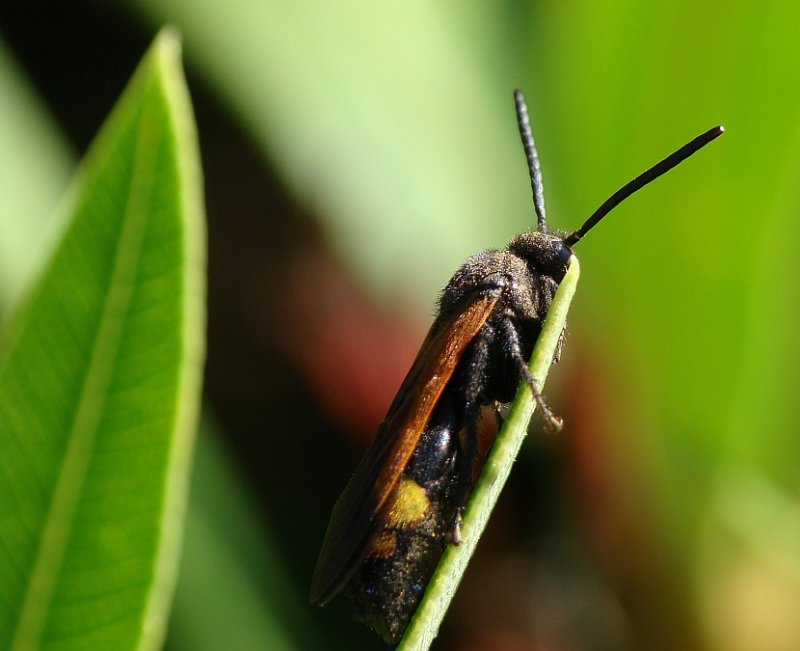 Vespa // Scoliid Wasp (Scolia erythrocephala), male