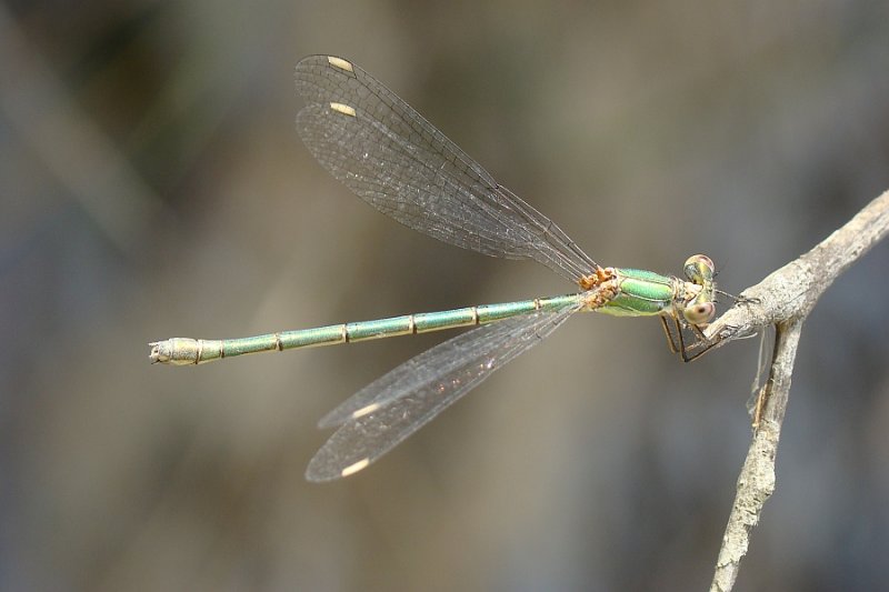 Libelinha // Green Emerald Damselfly (Lestes viridis)