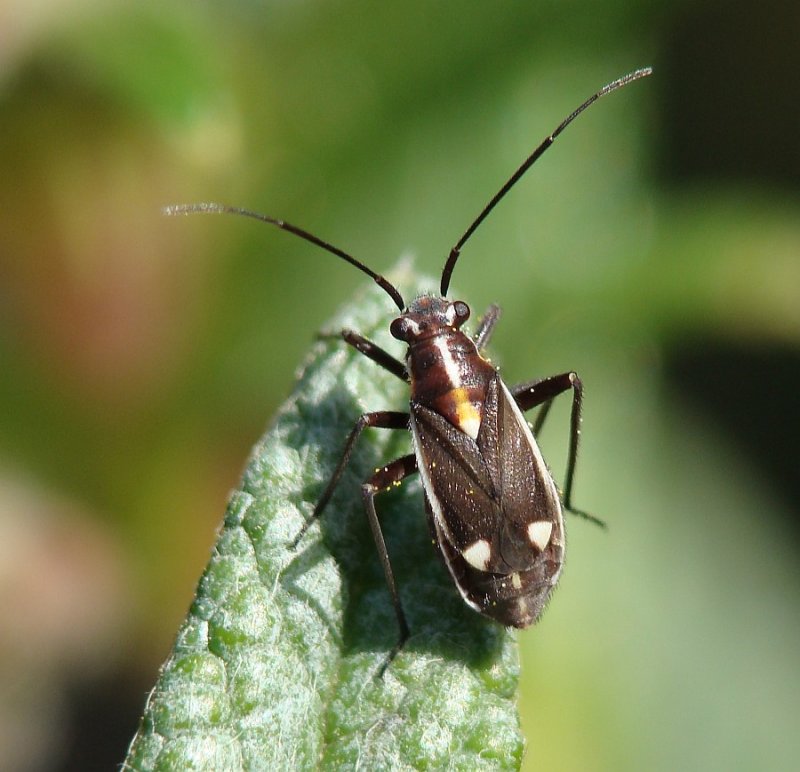 Percevejo // Bug (Capsodes sulcatus)