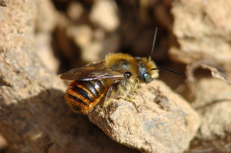 Abelha // Mason Bee (Osmia sp.)