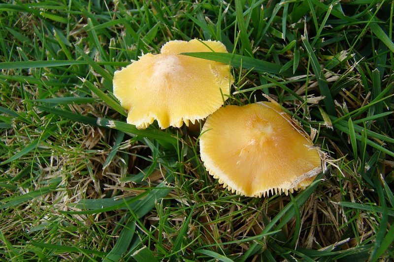 Cogumelos // Waxy Caps (Hygrocybe sp.)
