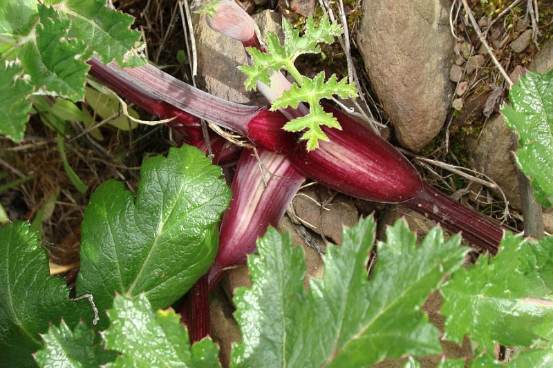 Planta // Plant (Thapsia maxima)