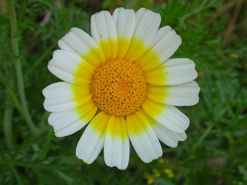 Pampilho-ordinrio // Crowndaisy (Chrysanthemum coronarium)