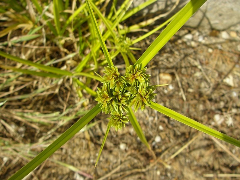 Juno // Tall Flatsedge (Cyperus eragrostis)