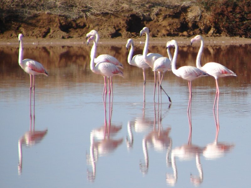 Flamingos  /|\ Greater Flamingos (Phoenicopterus ruber)