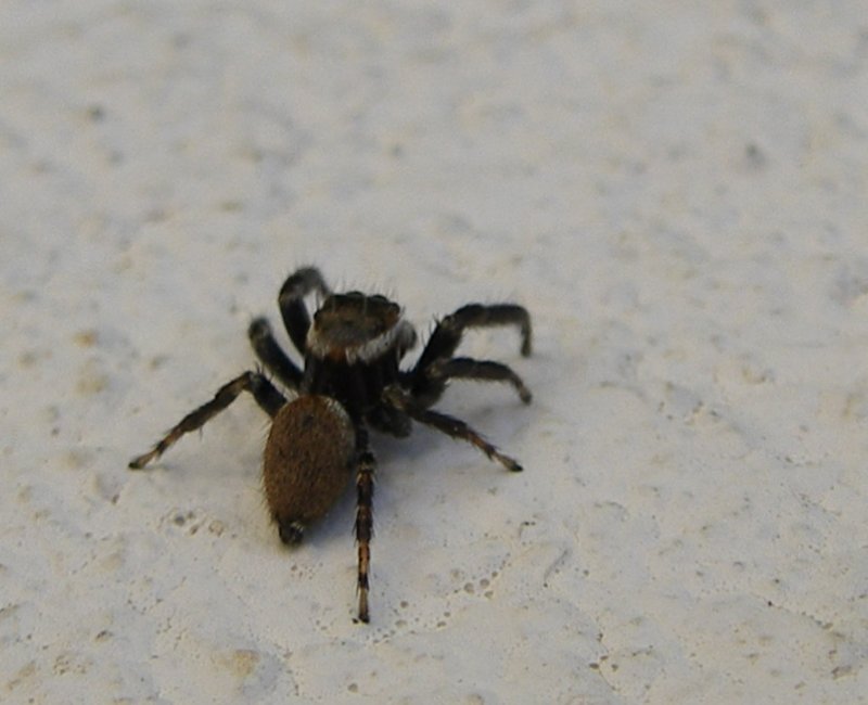 Aranha // Spider (Evarcha jucunda), male