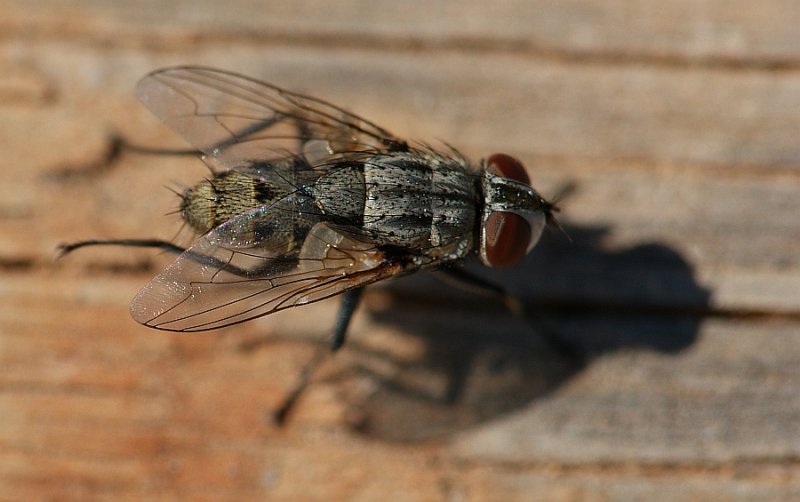 Mosca Sarcophagidae // Flesh Fly (Senotainia albifrons)