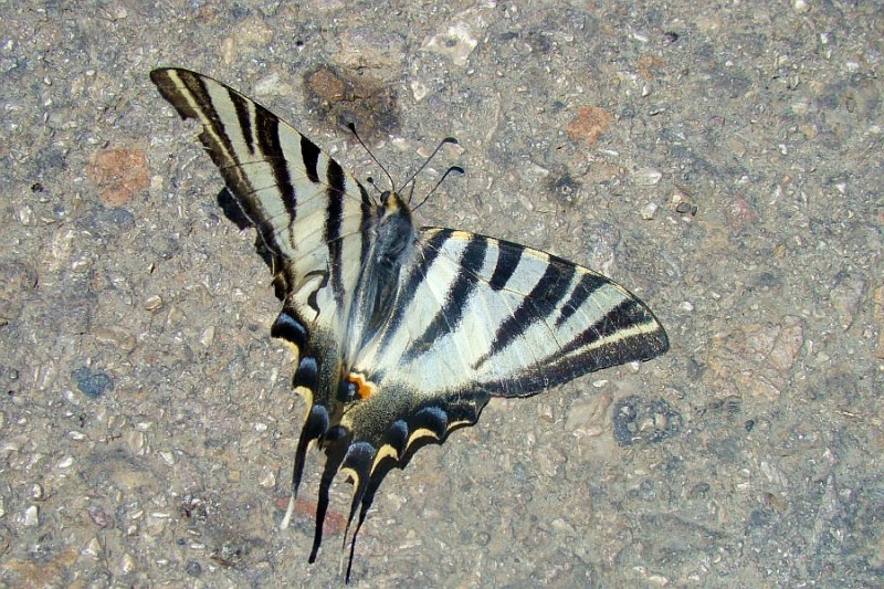 Borboleta-zebra // Southern Scarce Swallowtail (Iphiclides feisthamelii)