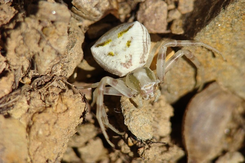 Aranha // Crab Spider (Thomisus onustus)