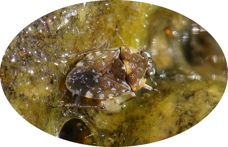 Percevejo Aqutico // Water Bug (Ochterus marginatus)