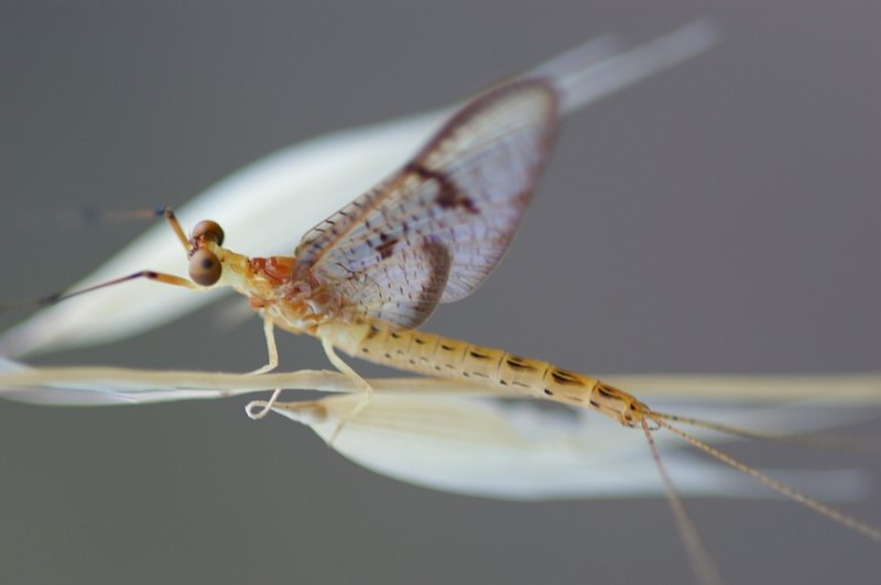 Insecto // Mayfly (Ephemera glaucops), male
