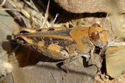 Gafanhoto // Grasshopper (Calliptamus barbarus), female