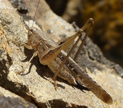 Grilo // Grey Bush-Cricket (Platycleis albopunctata), female