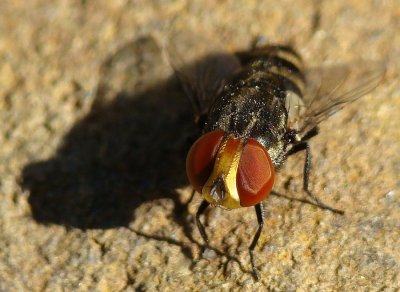 Mosca da famlia Sarcophagidae // Flesh Fly (Miltogramma sp.)