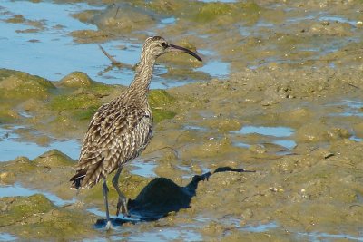 Maarico-galego // Whimbrel (Numenius phaeopus)