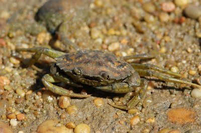 Caranguejo Morraceiro // Green Crab (Carcinus maenas)
