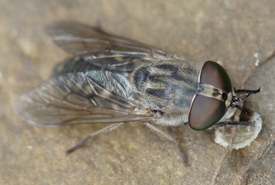Tavo // Cleg or Horse Fly (Tabanus unifasciatus)
