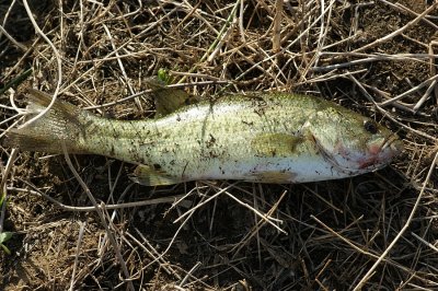 Achigã // Black Bass (Micropterus salmoides)
