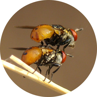 Moscas acasalando da famlia Tachinidae // TACHINID Flies mating (Gymnosoma sp.)