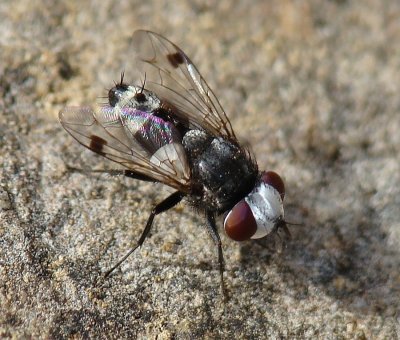 Mosca da famlia Sarcophagidae // Flesh Fly (Sphenometopa fastuosa)
