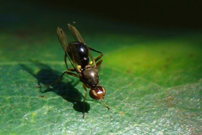 Uma pequena Mosca Sepsidae // Fly (Nemopoda nitidula)