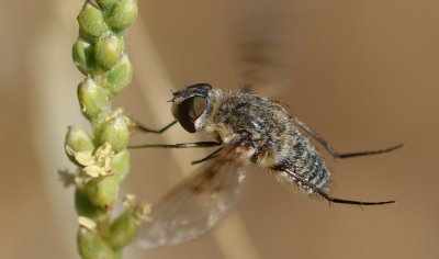Mosca da famlia Bombyliidae // Bee Fly (Spogostylum isis)