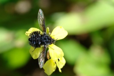 Mosca // Bee Fly (Bombylella atra)