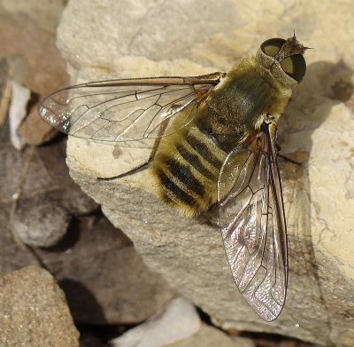 Mosca Bombyliidae // Bee Fly (Villa hottentotta)