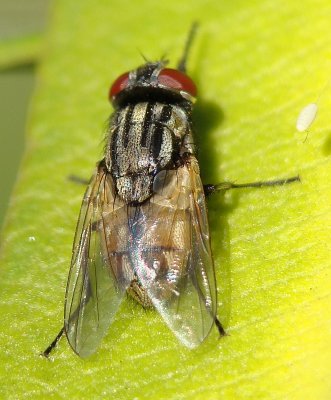 Mosca da famlia Muscidae // Face Fly (Musca autumnalis)