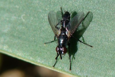 Mosca da famlia Tachinidae // Tachinid Fly (Minthodes diversipes)
