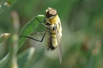 Mosca Bombyliidae // Bee Fly (Villa sp.)