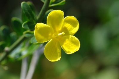 Jasmineiro-do-monte ou Giestó // Wild Jasmine (Jasminum fruticans)