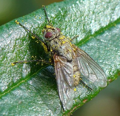 Uma nova espcie de Mosca Tachinidae // Tachinid Fly (Estheria iberica), female