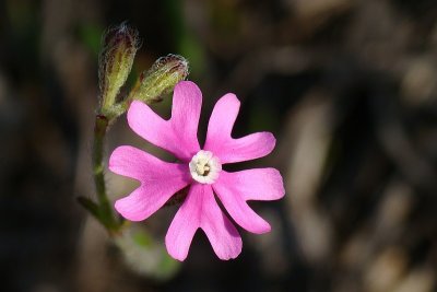 Silene (Silene colorata)