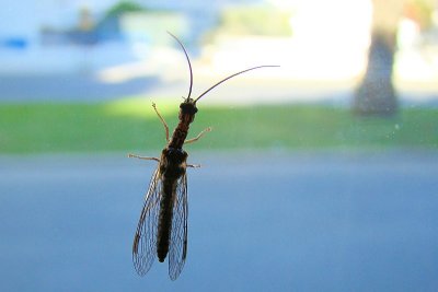Insecto // Snakefly (Raphidia sp.)