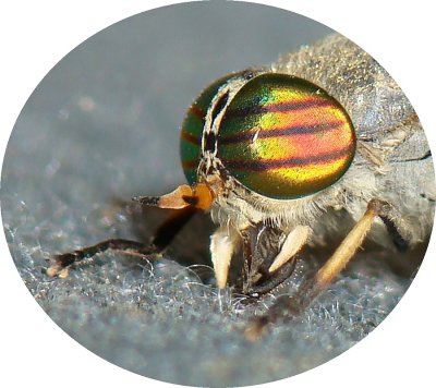 Tavo // Cleg or Horse Fly (Tabanus lunatus)