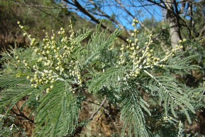 Accia-mimosa // Mimosa (Acacia dealbata)