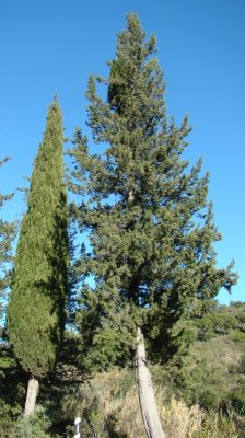 Árvores do género Cupressus // Italian Cypress (Cupressus sempervirens) and Mexican Cypress (Cupressus lusitanica)